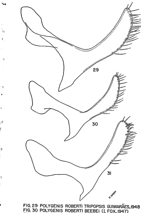 FIG.  29  POLYGENIS  ROBERT1 TRIPOPSIS  GUIMARiíESJ948  FIG.  30  POLYGENIS  ROBERT1  BEEBEI  (1