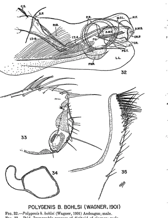 FIG.  33.-Ibid.  Immovable  procesa  of  digitoid  of  clasper;  male. 