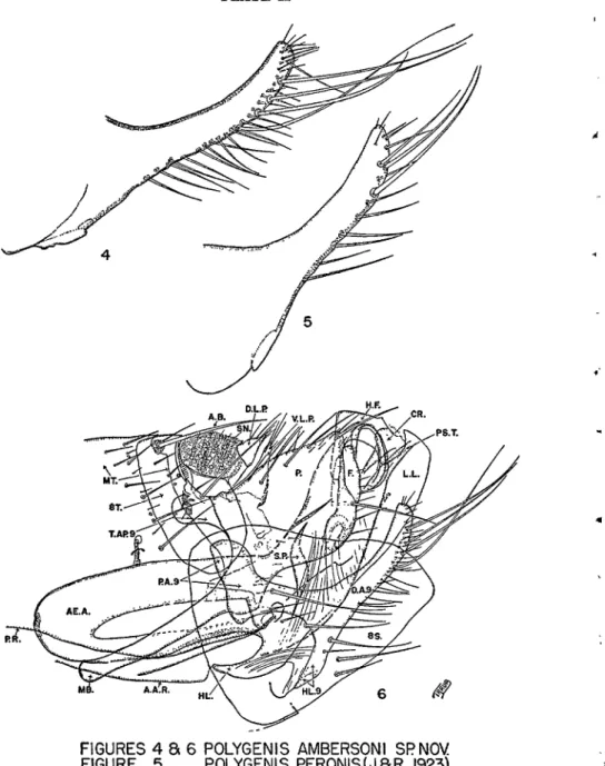 FIG.  ô.-Polygenis  ambersoni  sp.  nov.,  Modified  segments;  male. 