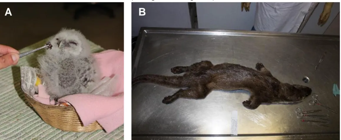 Figura 2. A - Alimentação de uma cria de coruja-do-mato (Strix aluco); B – Necropsia de uma  lontra