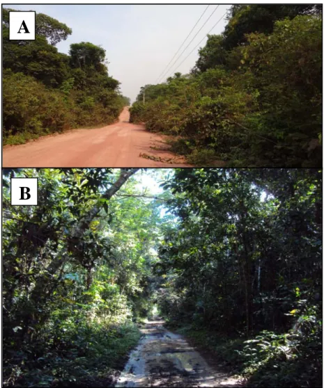 Figura 4: A: Área de vegetação secundária ao longo de rodovia da região; B: Área de remanescentes florestais com menor grau de perturbação antrópica, localizados ao sul da região de estudo