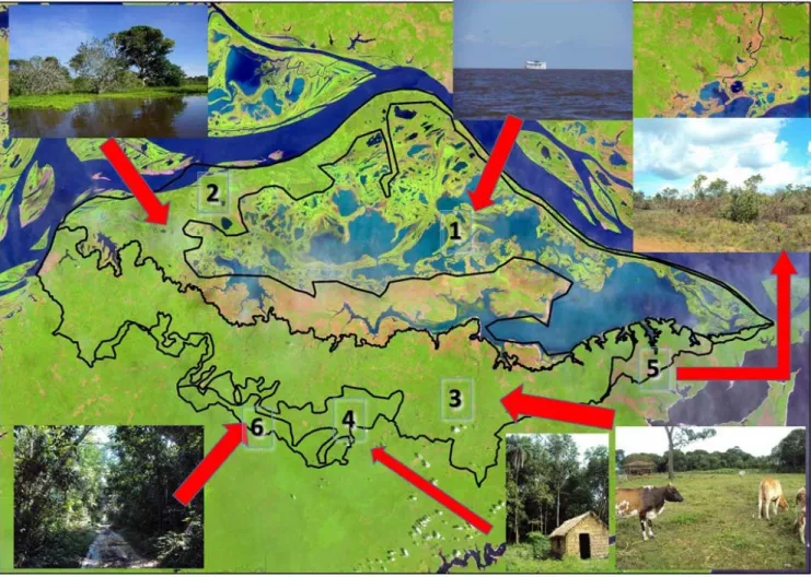 Figura 12: Zonas da Paisagem da Bacia Hidrográfica do Lago Grande do Curuai. Fonte: elaborado pelo autor.