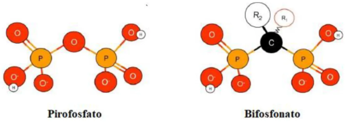 Figura 2. Comparação da estrutura química do BF com a do pirofosfato (Adaptado de  Khosla et al., 2012)