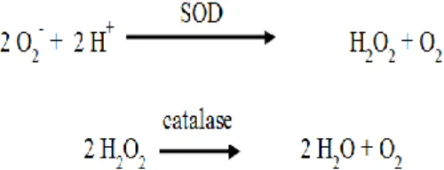 Fig.  1:  Reactions  catalysed  by  superoxide  dismutase  (SOD) and catalase. 