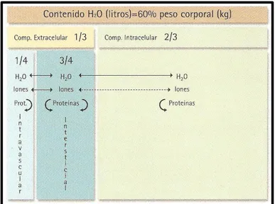 Figura 2. Distribuição orgânica de fluidos. Adaptado de  Arnold (2007). 