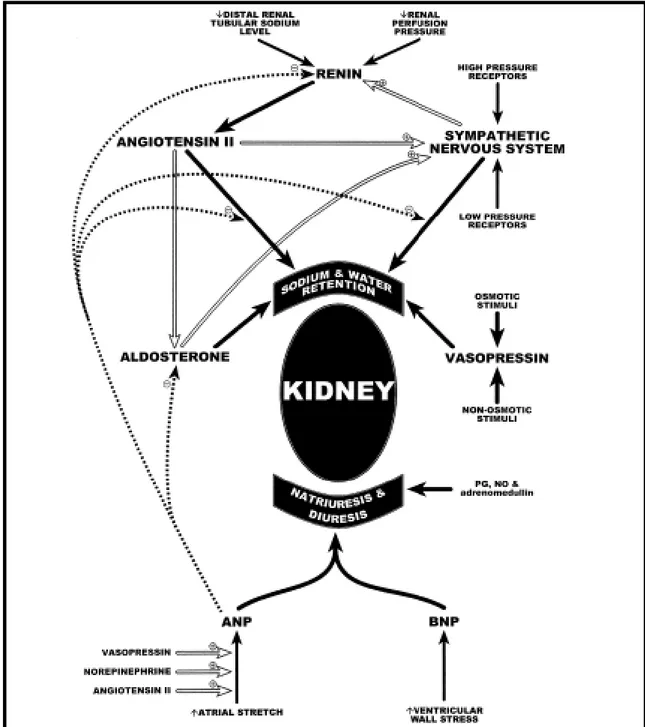 Figura  3.  Mecanismos  neurohormonais  envolvidos  na  homeostase  do  sódio  e  da  água  (e  portanto, do VP) 1 