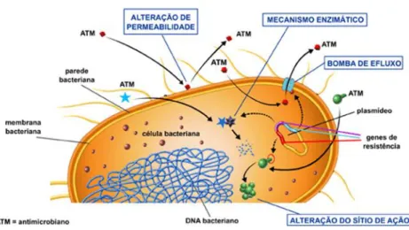 Figura  6:  Representação  dos  diversos  mecanismos  de  resistência  bacteriana  (Anvisa,  2007)