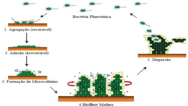 Figura  1: Etapas de  1  a  5 do ciclo  de  desenvolvimento  do  Biofilme. Os  vários  tons  de verde  representam diferentes níveis  de  expressão de  transcrição  e  tradução  entre  os  estados planctónicos e  os  diferentes  estágios de  desenvolviment