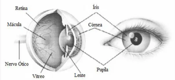 Figura 2 –  Esquema de uma córnea onde se evidencia  a vista lateral  e frontal  do olho  (adaptado de Trinkaus-Randall and Matthew, 1998) 