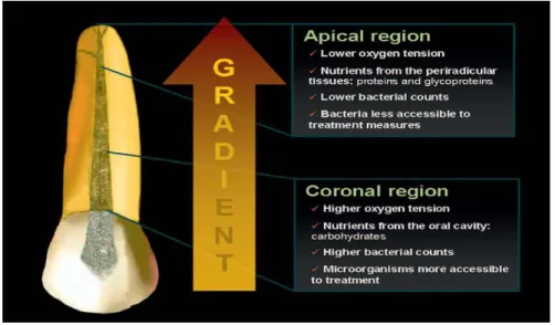 Figura  4.  Diferença  da  ecologia  na  porção  coronal  e  apical  do  canal  radicular  (Adaptado  de  Siqueira, 2011)