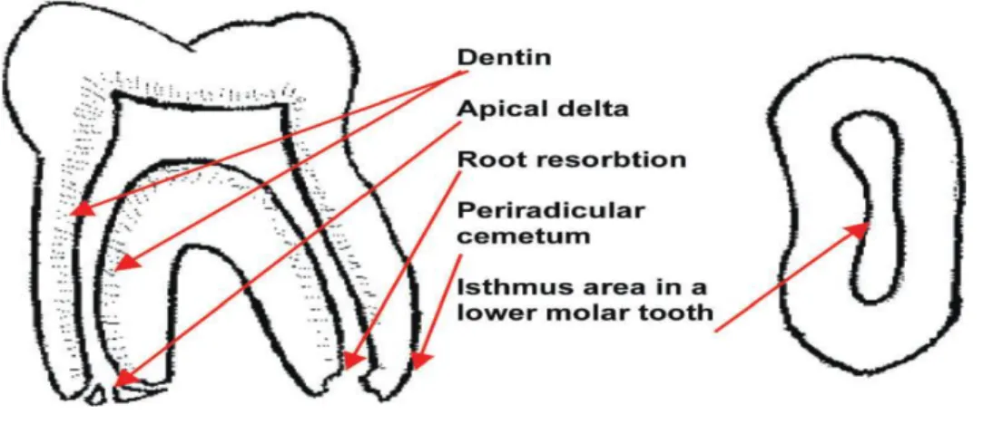 Figura 5. Locais de interesse para a recolha de microorganismos (Adaptado de  Dahlén,  2009)