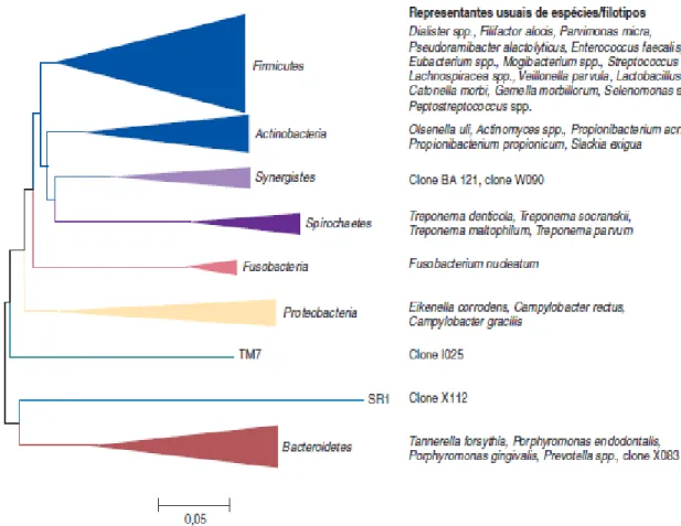 Figura 6. Filos e bactérias presentes em infeções endodônticas (Adaptado de Siqueira, 2011)