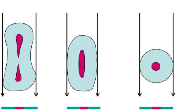 Figura 9. Limitações das imagens a duas dimensões (Adaptado de  Metzger et al., 2011) 