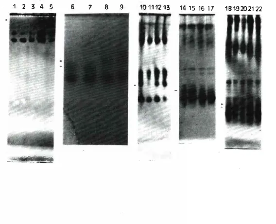 FIGURE 1 - Isozyme patterns of white lupin plants grown  in nutrient Solutions with diffevent leveis of iron.