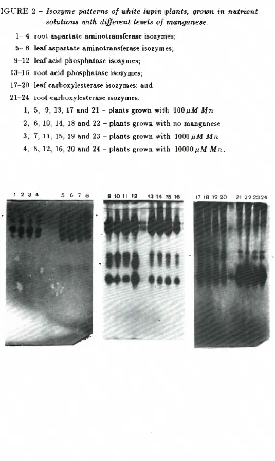 FIGURE 2 - Isozyme patterns of white lupvn plants, grown m nutrient  Solutions with different leveis of manganese.