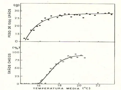 Fig. 5: Relação entre a temperatura média durante quarenta dias após a floração e o peso de 1000 grãos ou a  percentagem de grãos cheios