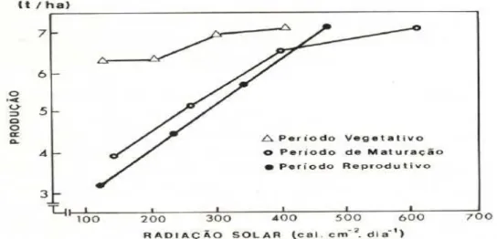 Fig.  7:  Influência  da  radiação  solar  na  produção  de  grão  da  variedade  IR747B2-6,  para  diversos  períodos  do  ciclo