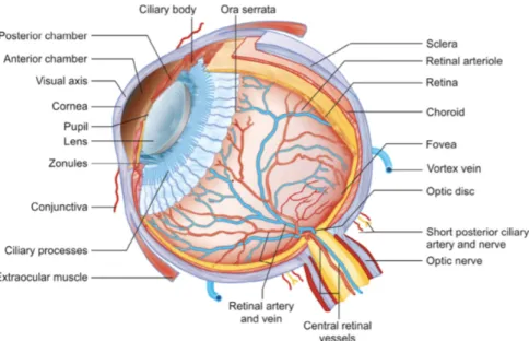 Figura 1: Esquema do globo ocular  Adaptado de (Samar, 2016) 