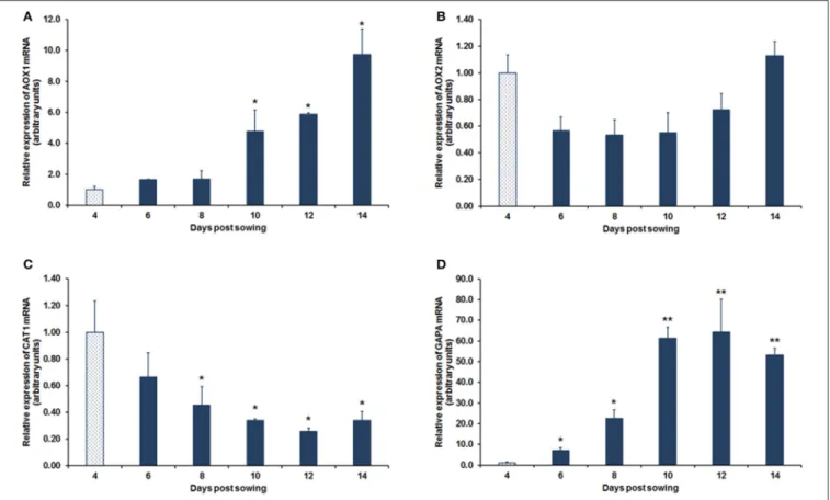 FIGURE 4 | Relative mRNA expression during post-germinative development of H. perforatum seedlings