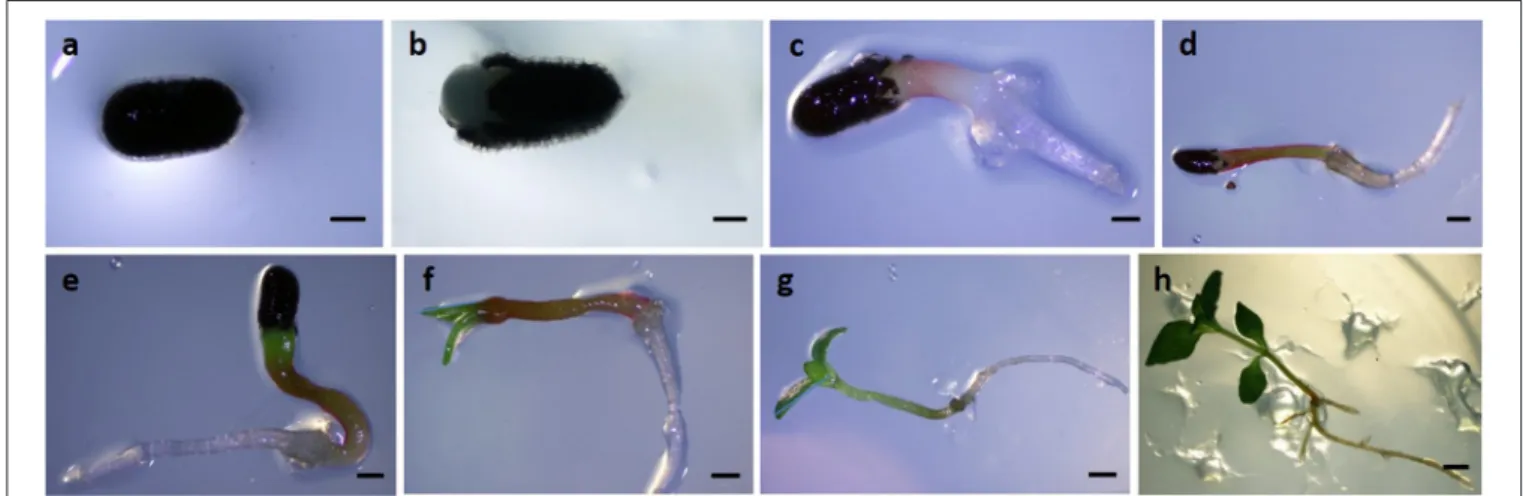 FIGURE 1 | Seed germination and post-germinative development of seedlings in Hypericum perforatum