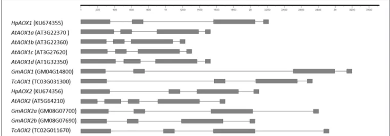 FIGURE 2 | Schematic representation of the structure identified in Hypericum perforatum AOX genes in comparison with genes from plant species that show different patterns of AOX-subfamilies ramification: Arabidopsis thaliana characterized by ramification o