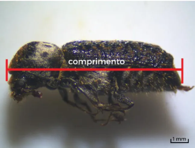 Figura 14 – Medição do comprimento de adulto de Amphicerus bimaculatus desde o limite anterior  do pronoto até ao limite posterior do abdómen (original da autora)
