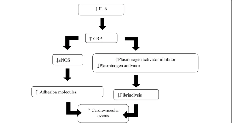Figure 1: Cascade of changes induced by CRP that lead to cardiovascular events [46].