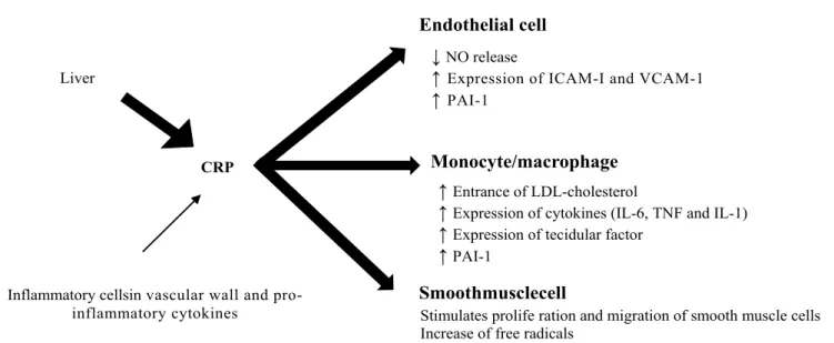 Figure 2: CRP role in stimulation of endothelial cells, mononuclear cells (monocytes and macrophages) and smooth muscle  cells leading to the production of inflammatory mediators [49].