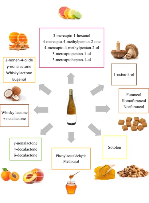 Figure 2. Basic odorant compounds within the main four aromatic groups found in botrytized wines