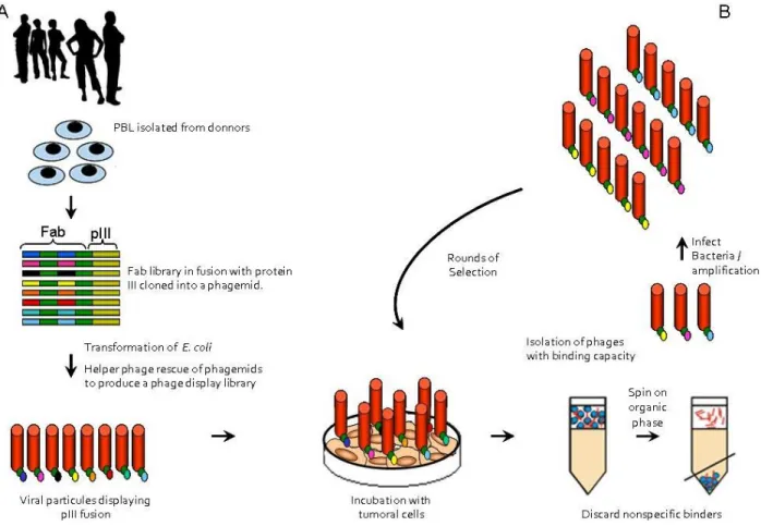 Figure 1. General scheme of phage display technology. (A) Generation of a phage display  library by mRNA extraction, cDNA cloning into a phagemid vector and phage propagation; 