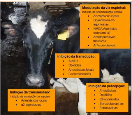 Figura 2 - Locais de acção das maiores classes de analgésicos, como  afectam a transdução, transmissão, modulação e percepção da dor