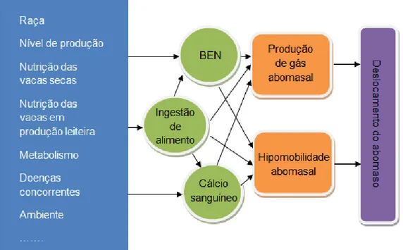 Figura 3 - Fluxograma dos factores de risco de DA (caixa azul da esquerda),  relacionados com os factores etiológicos (círculos verdes), e as vias patogénicas  (rectângulos laranjas) dos factores etiológicos que resultam em deslocamento de  abomaso (BEN – 
