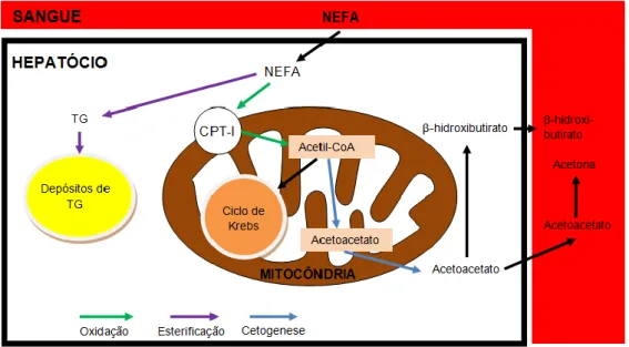 Figura 4 - Via metabólica dos ácidos gordos não esterificados (NEFA’s) no fígado,  por oxidação ou esterificação