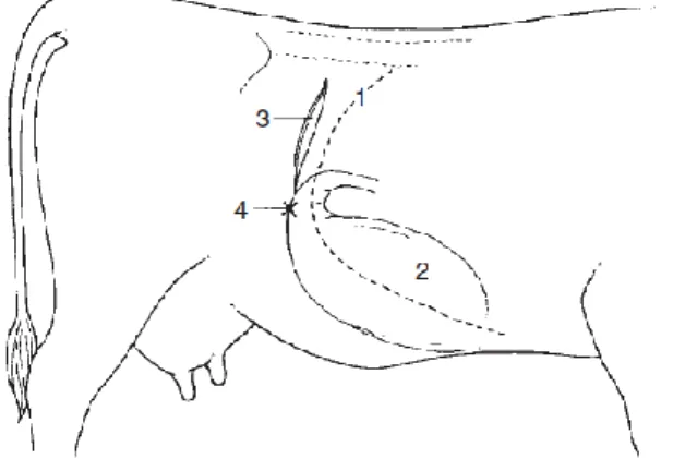 Figura 5 - Representação do flanco direito de uma vaca mostrando o local da  incisão para realização de laparotomia para abomasopexia pelo flanco direito