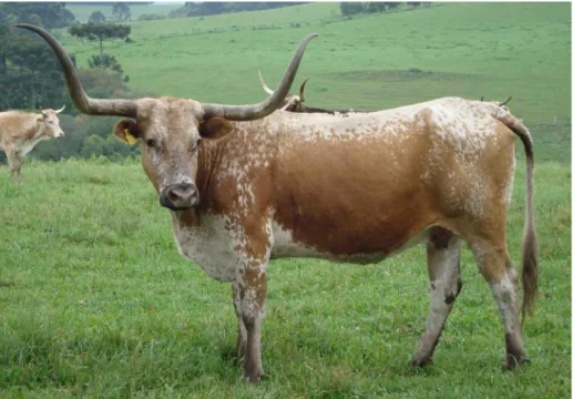Figura 3. Fêmea bovina da raça Crioula Lageana  Fonte: Acervo pessoal 