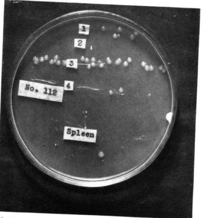 FIG.  4.-G.P.  IIZ:  ötreptomycin  +  A 