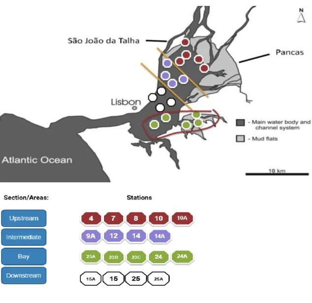 Figure 4: Tagus estuary (Portugal). Indication of meiofauna sampling sections and stations