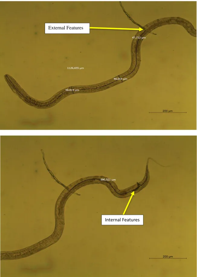 Figure 6 – Nematodes Length measurement using internal and external features as reference points