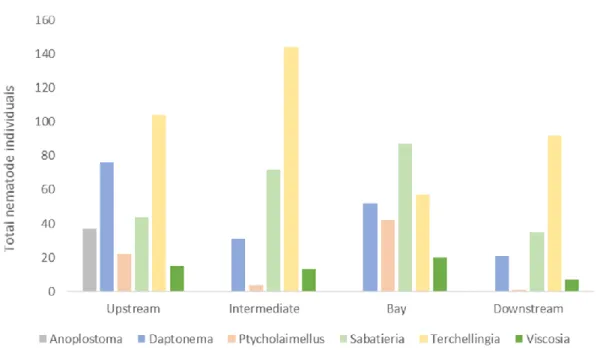 Figure 8 – Total number of nematodes measured per genera along the sections of the Tagus  estuary