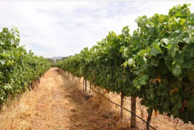 Figure 1. Manual spur pruned Chardonnay and Chenin blanc in the experimental plot at the ARC  research farm in Robertson – South Africa