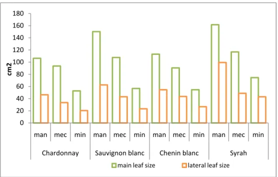 Figure 10. Comparison of the size of main and lateral leaves of manual, mechanical and minimal  pruned Chardonnay, Sauvignon blanc, Chenin blanc and Syrah