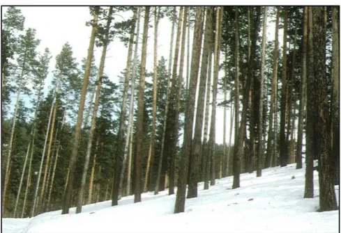 Figure 5: Seed stand of Scots pine in Kars, Sarıkamış (Aksoy, 2001) 