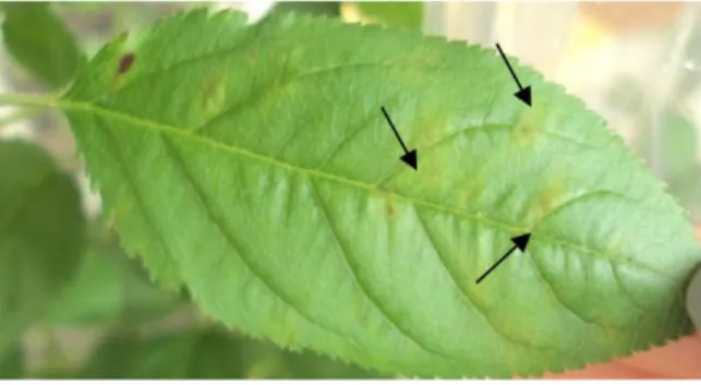 Figura 9: Sintomas de pedrado nas folhas de descendentes de 'Royal Gala' (2ª inoculação), um mês após a  inoculação