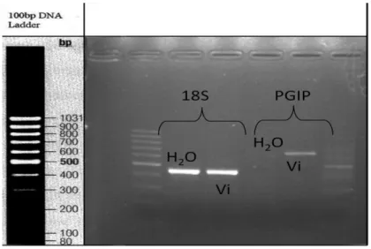 Figura 11: Resultado do PCR da 1ª inoculação, 96 h após a inoculação. 