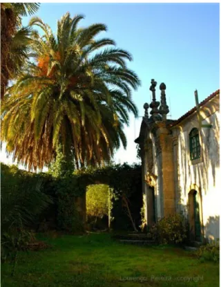 Figura 6. Palmeira localizada face ao alçado sul da Casa. Fotografia de  Lourenço Pereira.