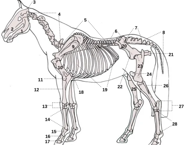 Figura 2 – Estrutura óssea do cavalo doméstico. Principais ossos acompanhados pelo contorno  exterior