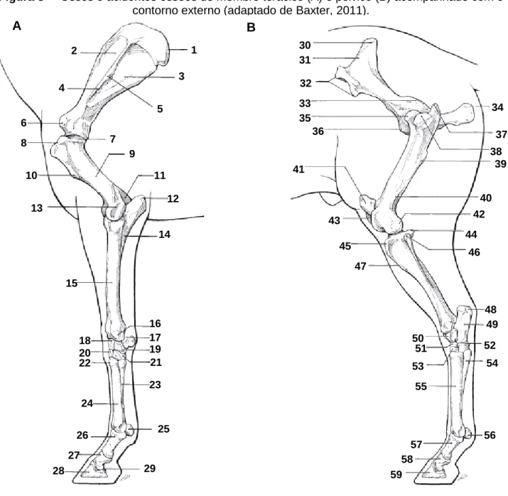 Figura 3 –  Ossos e acidentes ósseos do membro torácico (A) e pélvico (B) acompanhado com o  contorno externo (adaptado de Baxter, 2011)