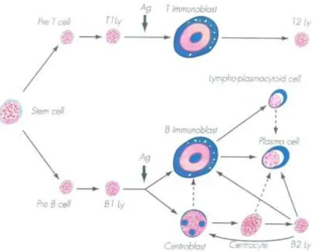 Figura 1 . Estádios de diferenciação morfológica de células linfóides. 