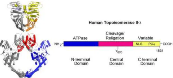 Figura 2. Estrutura da topoisomerase II: à esquerda a representação da estrutura cristalina de um  homodímero da enzima de levedura