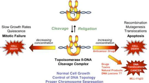 Figura 4. Esquema ilustrativo da capacidade genotoxica da topoisomerase II. McClendon &amp; Osheroff  (2007)